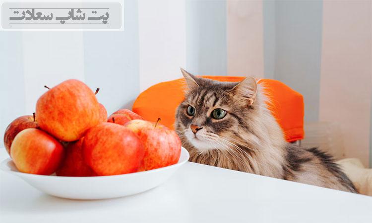 چه غذاهایی باید به گربه خود بدهیم